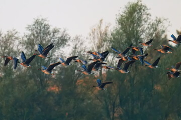 Tundrasaatgänse im Flug in der Abendsonne © Karin Jähne