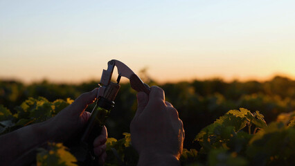 Obraz premium Hands Opening a Bottle of Wine in a Saint Emilion Vineyard at Sunset