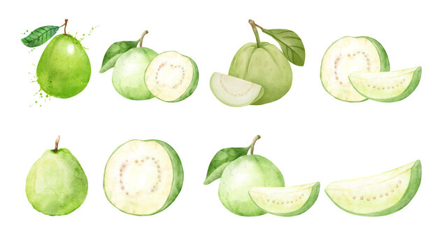 Watercolor illustrations of fresh green guavas whole and sliced, depicting their vibrant color and texture