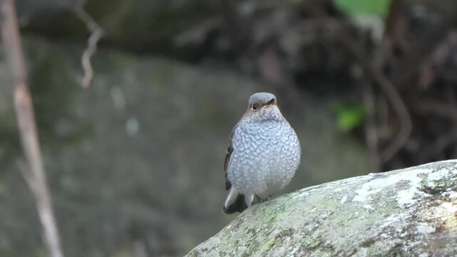 Close up portrait of a cute plump female plumbeous water redstart bird with beautiful speckled breast feathers resting on a rock, wild nature.