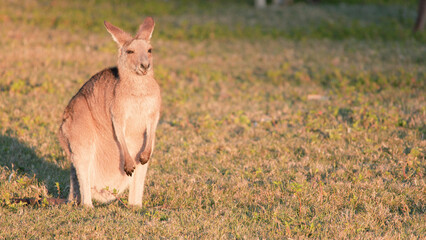 Young Kangaroo Joey Standing in a Grassy Field at Golden Hour © blueringmedia