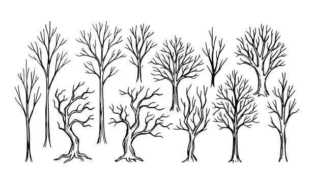 Hand Drawn Doodle Bare Trees Vector Set Minimal Winter Forest Sketch Illustration for Halloween Theme