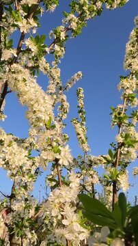 cherry blossom in spring. Plum tree blossoming in the garden on a spring morning. Ukrainian landscape 4K
