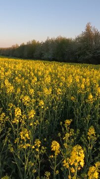 yellow flowers in the morning. yellow rapeseed field. rapeseed blossoms against the sky. Flowering rapeseed field in the morning. Ukrainian landscape 4K