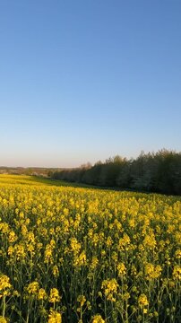 field of yellow flowers. yellow flowers in the morning. yellow rapeseed field. rapeseed blossoms against the sky. Flowering rapeseed field in the morning. Ukrainian landscape 4K