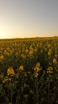 yellow flowers in the morning. yellow rapeseed field. rapeseed blossoms against the sky. Flowering rapeseed field in the morning. Ukrainian landscape 4K