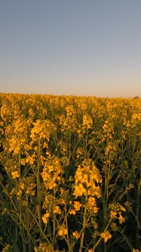 yellow flowers in the morning. yellow rapeseed field. rapeseed blossoms against the sky. Flowering rapeseed field in the morning. Ukrainian landscape 4K