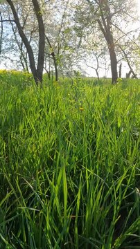 green grass in the forest