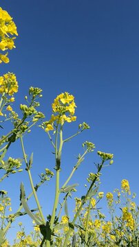 yellow flowers on blue sky background. yellow flowers in the morning. yellow rapeseed field. rapeseed blossoms against the sky. Flowering rapeseed field in the morning. Ukrainian landscape 4K