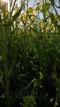 yellow flowers in the morning. yellow rapeseed field. rapeseed blossoms against the sky. Flowering rapeseed field in the morning. Ukrainian landscape 4K