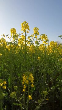 yellow flowers in the morning. yellow rapeseed field. rapeseed blossoms against the sky. Flowering rapeseed field in the morning. Ukrainian landscape 4K