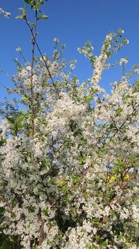 cherry blossom in spring. Cherry blossoms in the garden on a spring morning. Ukrainian landscape 4K