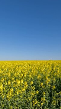 yellow flowers in the morning. yellow rapeseed field. rapeseed blossoms against the sky. Flowering rapeseed field in the morning. Ukrainian landscape 4K