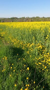 yellow flowers in the morning. yellow rapeseed field. rapeseed blossoms against the sky. Flowering rapeseed field in the morning. Ukrainian landscape 4K