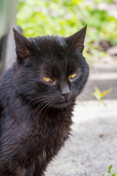 Black cat portrait in natural outdoor light