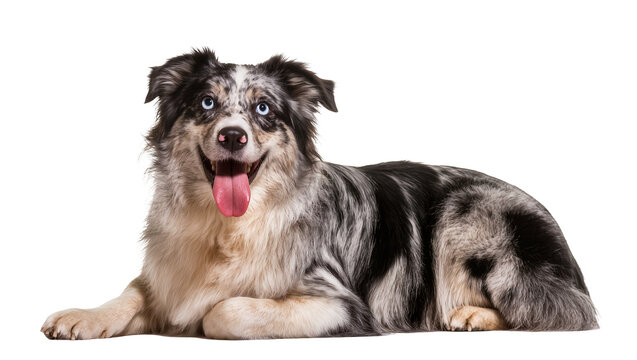 Isolated happy Australian Shepherd dog with blue eyes and merle coat lying down and panting