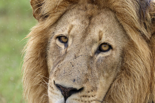 View of a majestic male lion with an intense gaze, golden eyes, and a thick mane in the wild Waterberg District Municipality, Limpopo, South Africa.