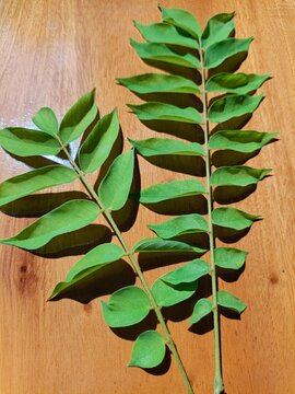A beautiful display of pinnate Bilimbi leaves resting on an aged wooden surface, creating a fresh and serene aesthetic for nature-inspired designs