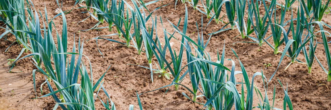 Farm field with green leeks growing in neat rows under sunny sky during summer season