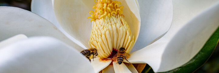 Bees gather nectar from a blooming magnolia flower in a garden during springtime © Fleuronica