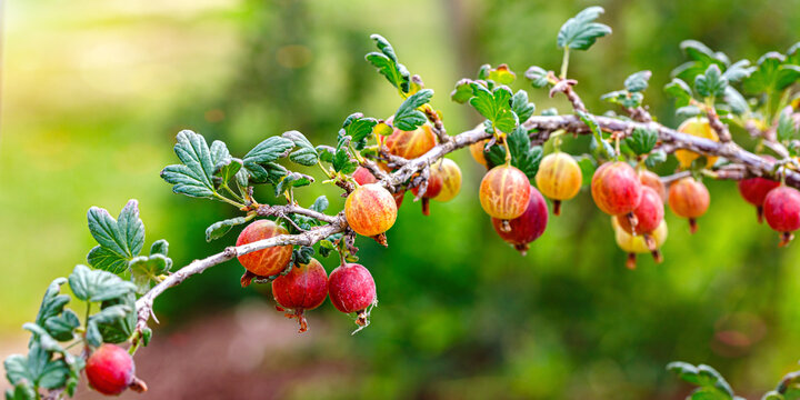 Branch holds ripe gooseberries in a garden during sunny afternoon hours in summer