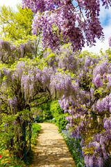 Fototapeta premium Wisteria flowers bloom along a stone path in a garden under a blue sky in springtime