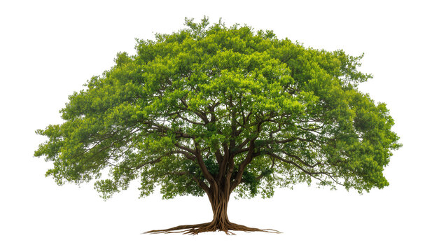 Isolated large tropical tree with lush green foliage and sprawling roots, a beautiful nature element