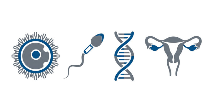 Reproductive system icon set with uterus egg and sperm cell vector symbols for medical infographic