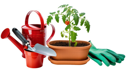 Isolated home gardening tools and potted tomato plant with ripe fruit and green gloves © Ciara