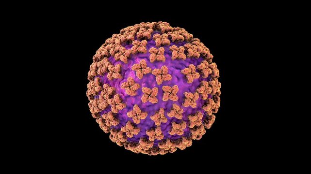 Hantavirus particle, 3D animation highlighting the spherical envelope and surface glycoprotein spikes. Causative agents of hantavirus pulmonary syndrome and haemorrhagic fever with renal syndrome.