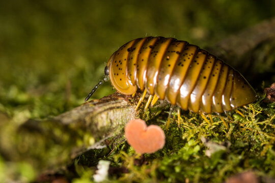 Close up of Procyliosoma delacyi which is a species of giant pill millipede found in New Zealand
