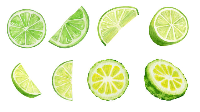 Fresh Citrus Slices Collection Lime, Kaffir Lime, and Bergamot Halves and Wedges