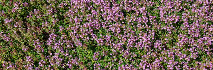 Obraz premium Wildflowers bloom in a field during spring creating a vibrant display of colors under the bright sunlight