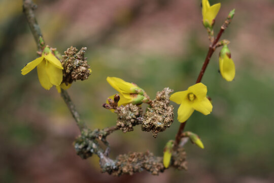 Phomopsis sp.Close-up of Forsythia Canker galls on Forsythia bush with many yellow flowers in the garden