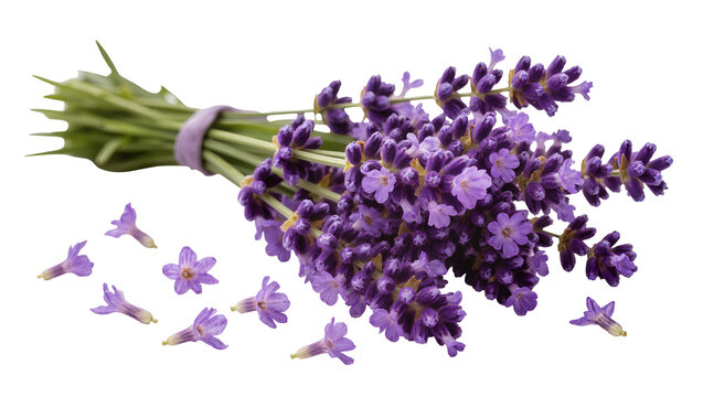 Isolated blooming fragrant lavender flower bouquet with scattered individual purple florets