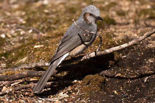 Bulbul &agrave; oreillons bruns