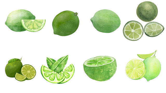 Vibrant watercolor illustration set featuring fresh green limes and kaffir limes, showcasing whole, sliced, and leafy fruit variations