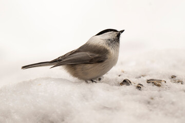 Mésange nonnette, © JAG IMAGES