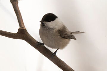 Mésange nonnette, © JAG IMAGES