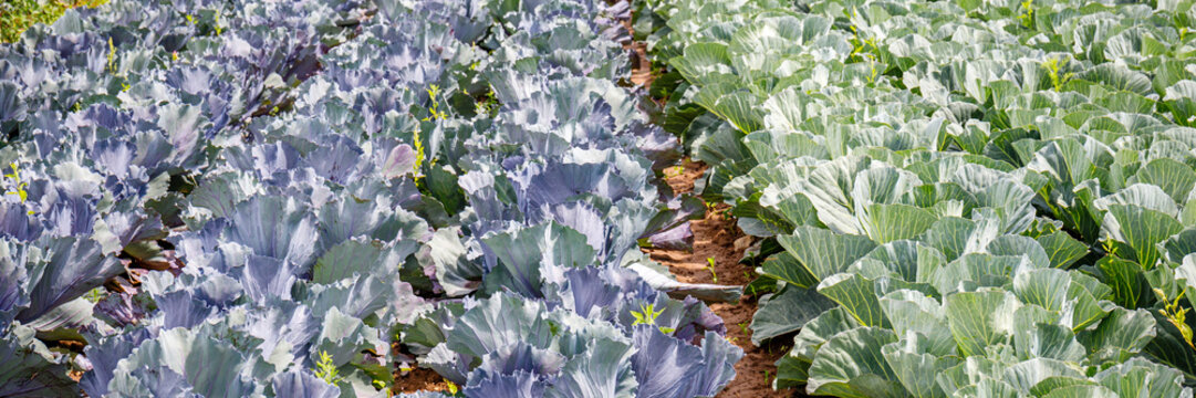 Rows of green and purple cabbage growing in a field during daytime in a rural area of the countryside