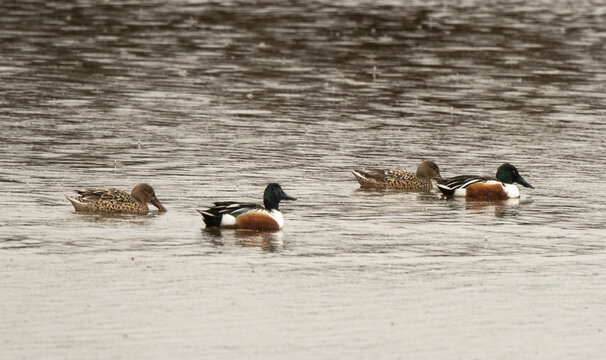 Canard souchet,