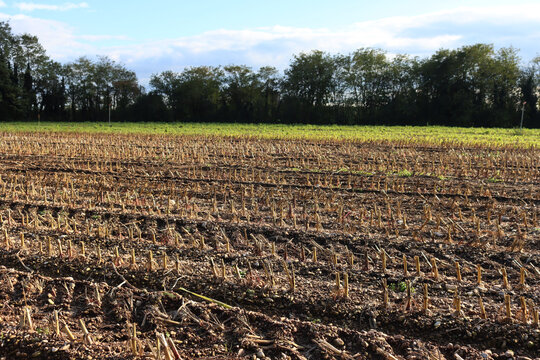 Harvested corn field with cut plants on a sunny day. Zea mays in the italian countryside