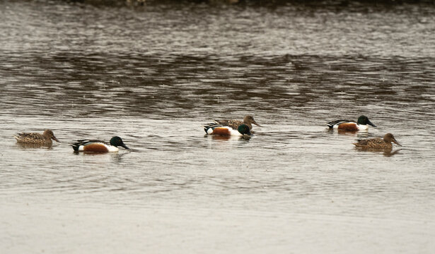 Canard souchet,