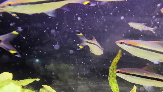 Denison barbs swimming in a freshwater aquarium with aquatic plants. A vibrant school of roseline sharks creating a beautiful and dynamic underwater wildlife scene