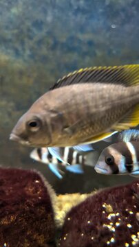 African cichlid fish swimming in a freshwater aquarium with rocks, including tropheus duboisi and frontosa cichlids, showcasing exotic aquatic pet behavior