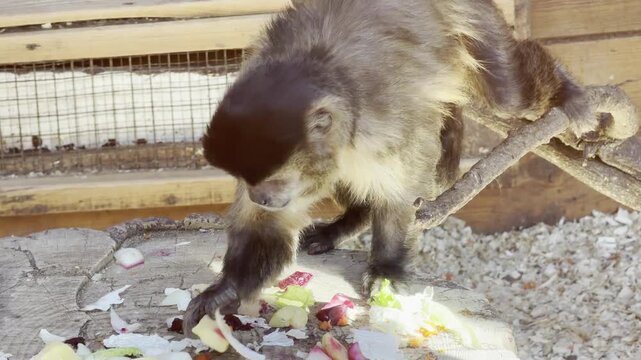 Tufted Capuchin Monkey Eating Fresh Vegetables and Fruits on a Wooden Stump in Captivity