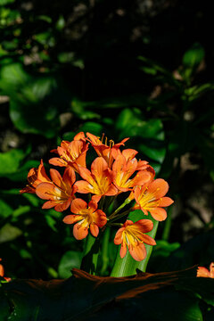 Clivia Miniata