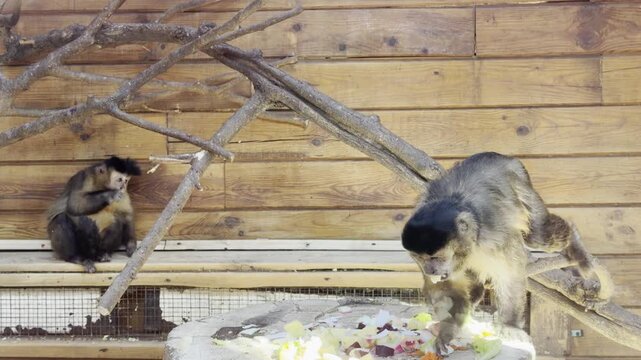 Two Capuchin Monkeys Feeding on Fresh Fruits and Vegetables in Zoo Enclosure