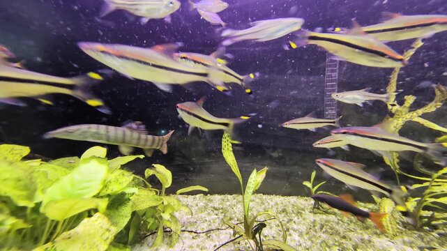 Denison barbs swimming in a planted freshwater aquarium with zebra loaches and red tailed sharks, creating a vibrant and dynamic underwater aquatic ecosystem scene