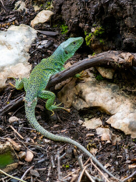 Lagarto ocelado (Timon lepidus) adulto sobre suelo terroso, primer plano de gran reptil verde con manchas azules y patr&oacute;n reticulado negro en su h&aacute;bitat mediterr&aacute;neo natural.